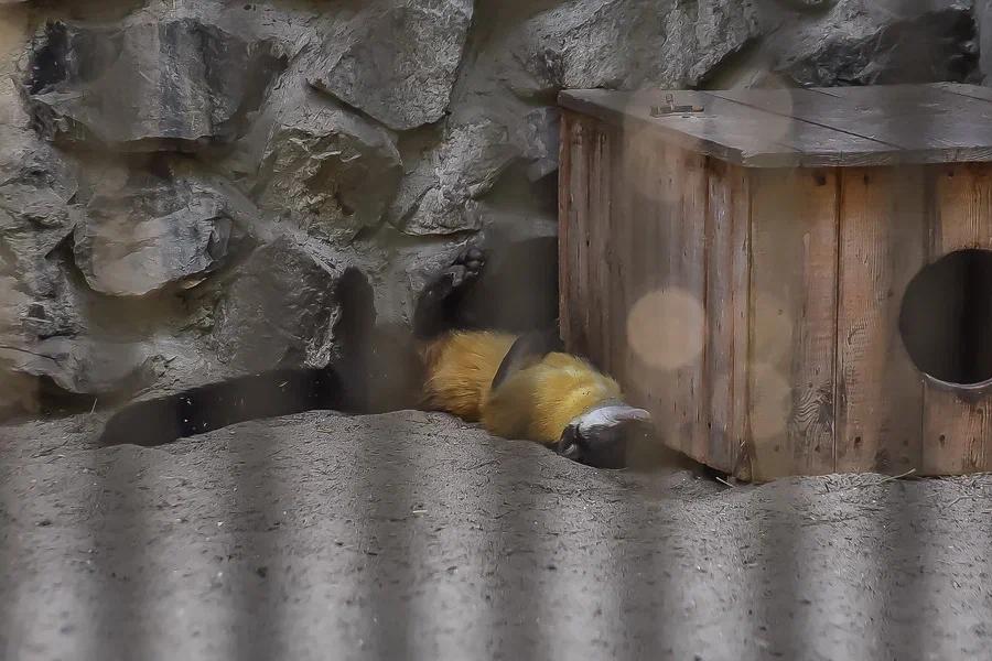 Фото Вызывайте Айболита: животные Новосибирского зоопарка изнемогают от аномальной жары 4